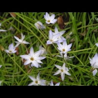 Ipheion uniflorum (fam. Alliacees) (Amerique du sud) (3)